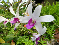 orchidee